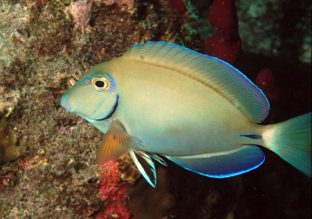 Acanthurus bahianus
